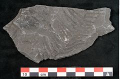 Foto (Detailansicht) von Sphenopteris elegans Brongniart (NHMW-GEO-2024-0188-10793)